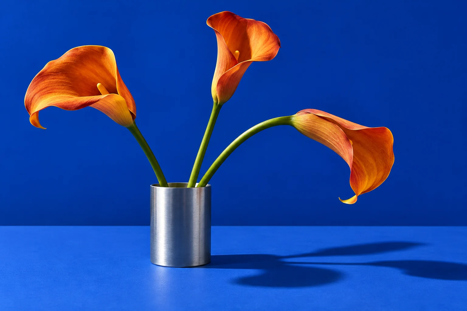 Three orange calla lilies in a brushed metal vase against cobalt blue