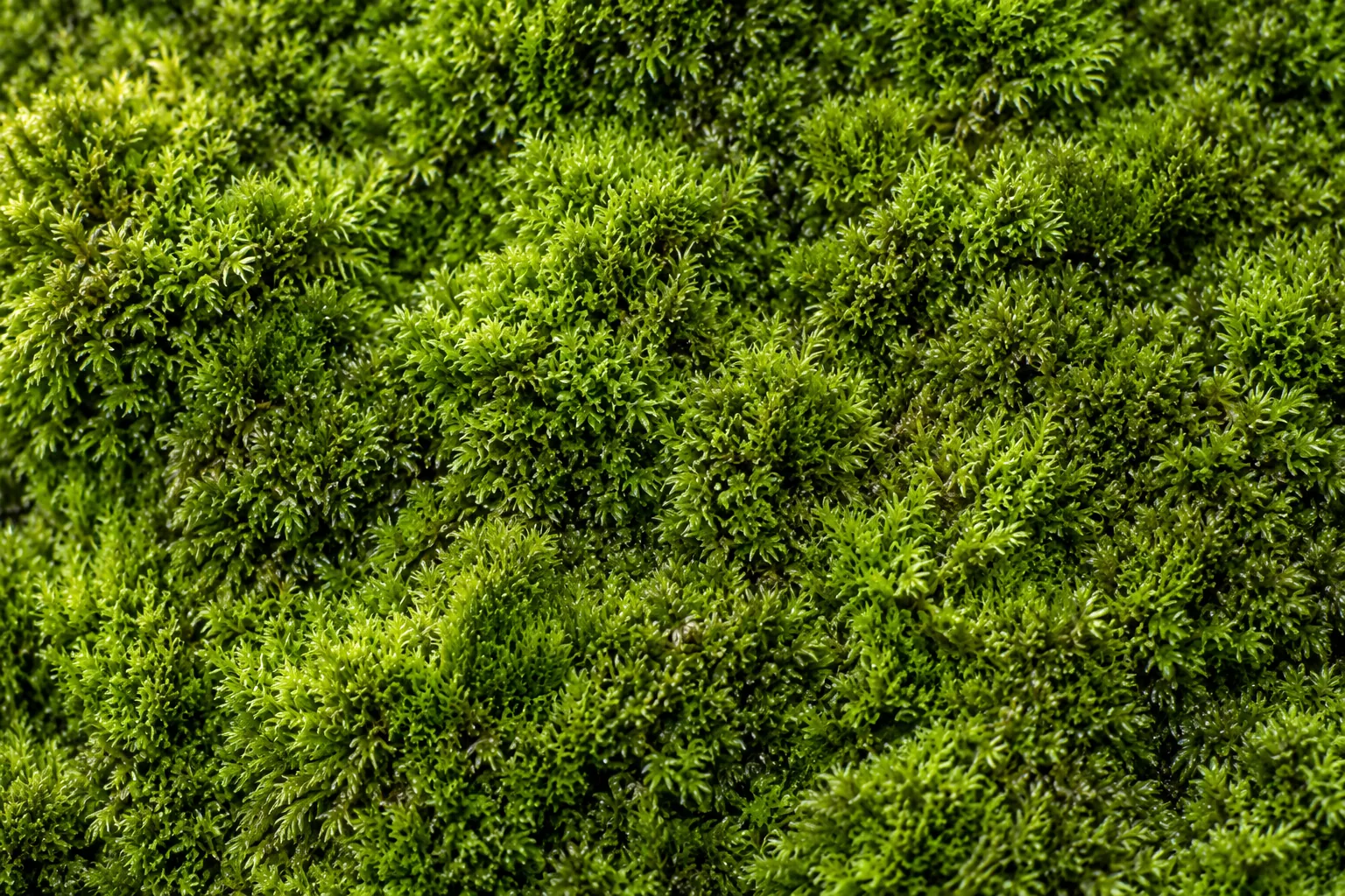 Illustrative macro reference: cushion moss